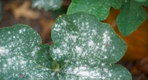Watermelon diseases and their treatment, description of symptoms with photos